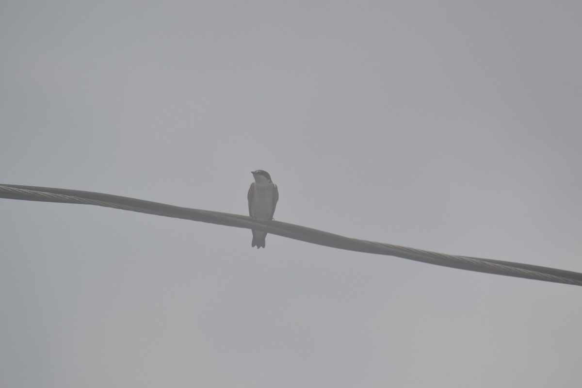 Mangrove Swallow - ML153273921