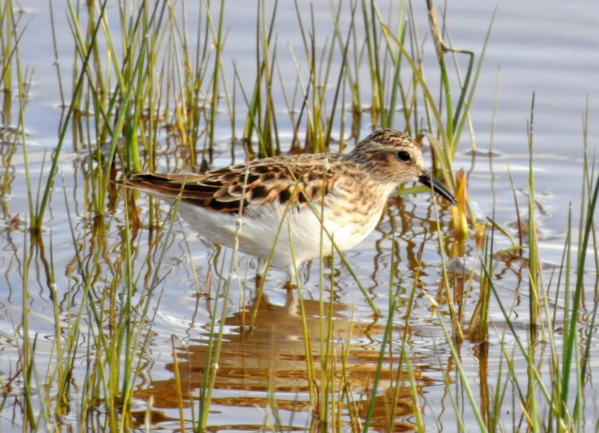 Least Sandpiper - ML153274521