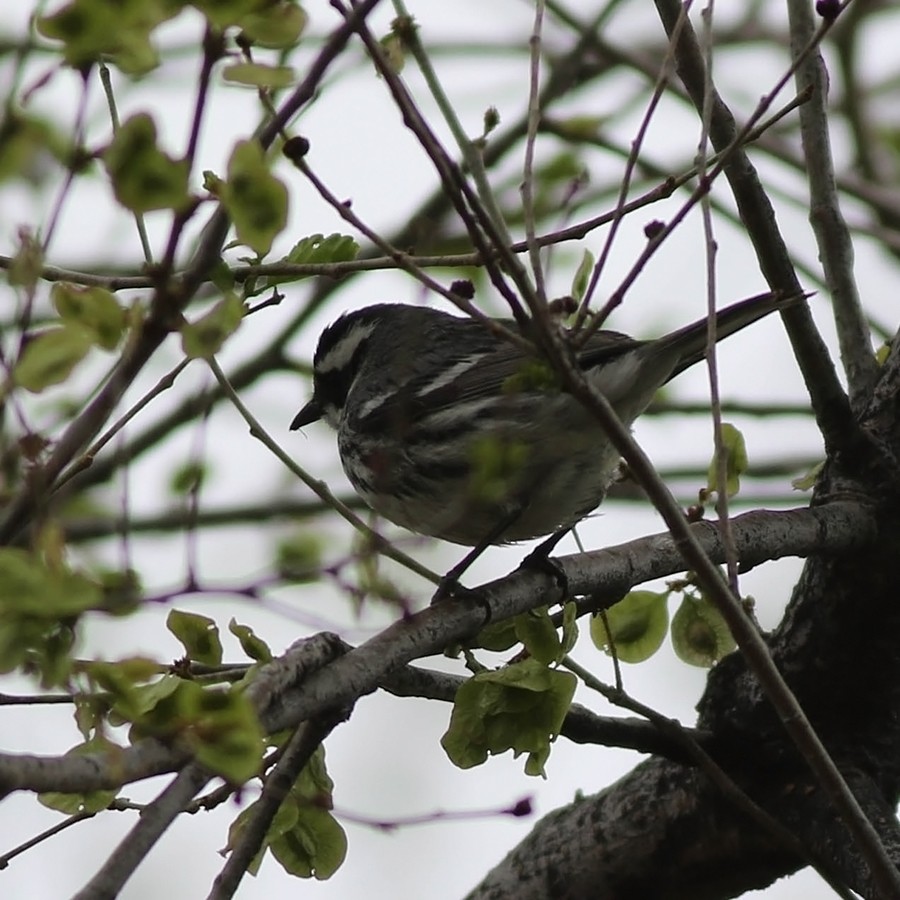 Black-throated Gray Warbler - Tony Leukering