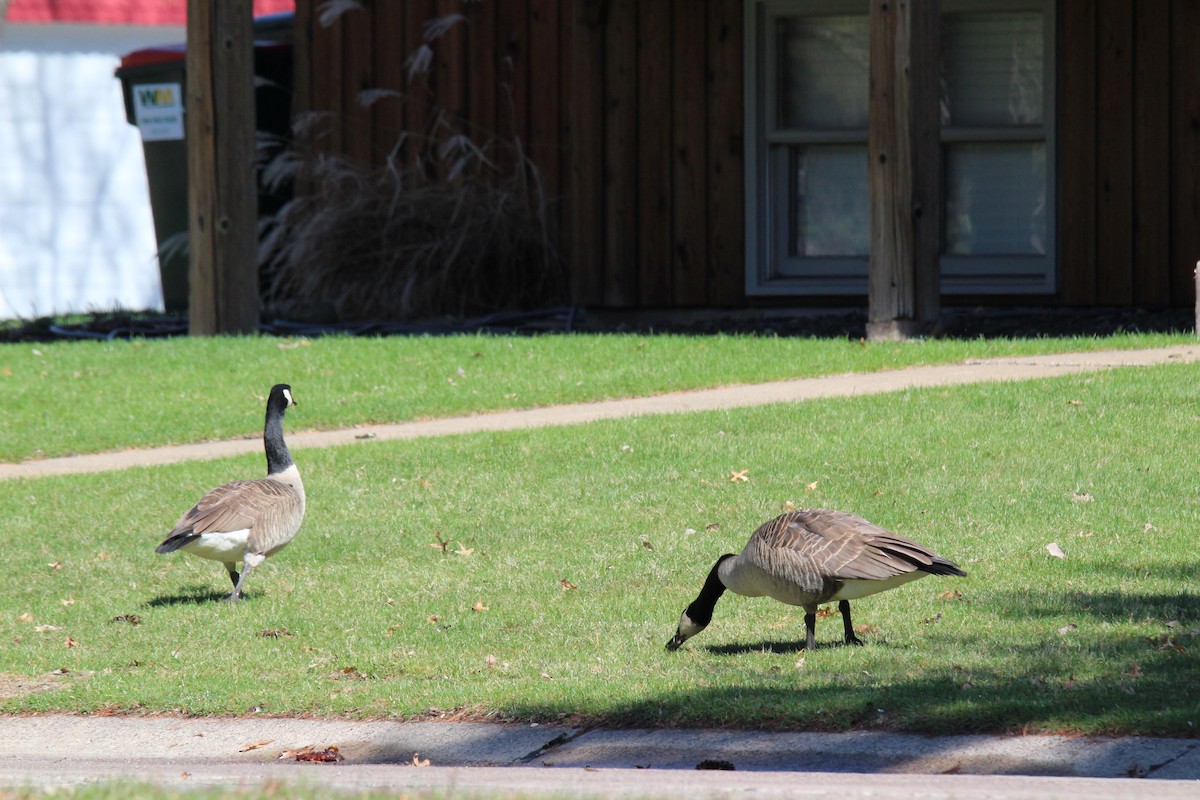 Canada Goose - ML153275091