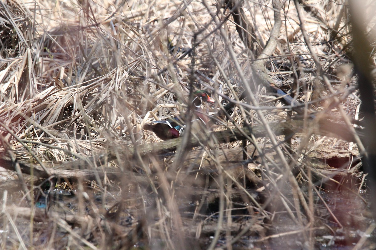 Wood Duck - ML153275211