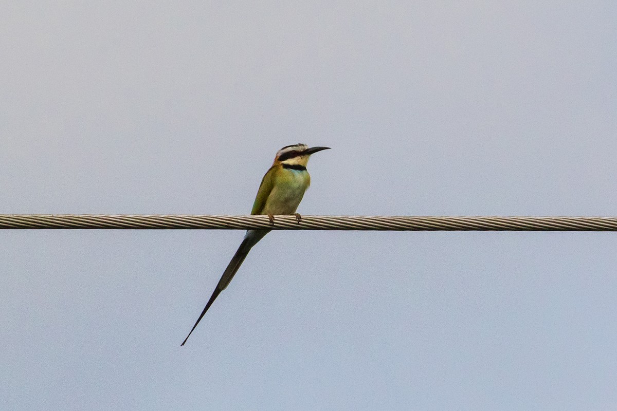 White-throated Bee-eater - ML153275801