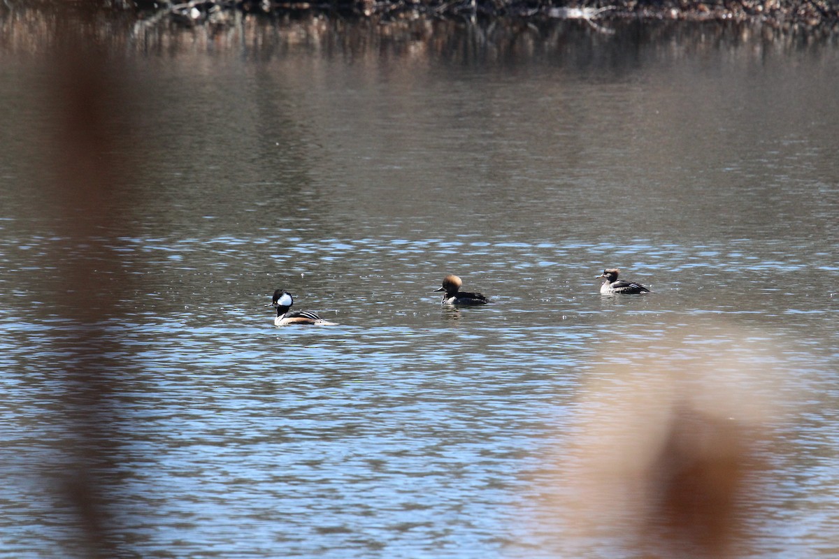 Hooded Merganser - ML153276421