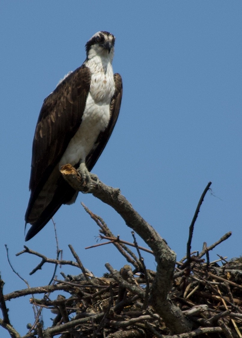 Osprey - Anonymous