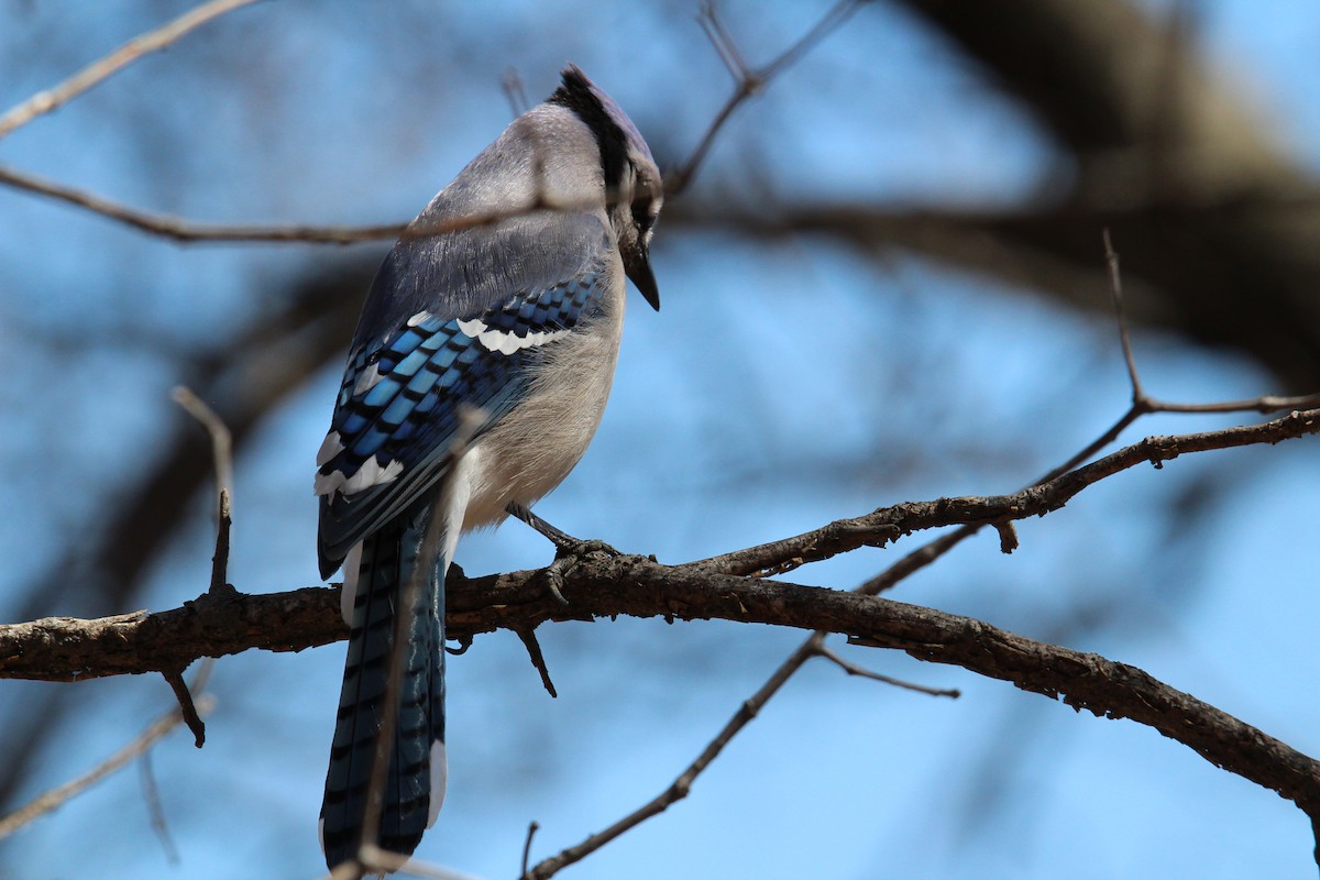 Blue Jay - ML153277401