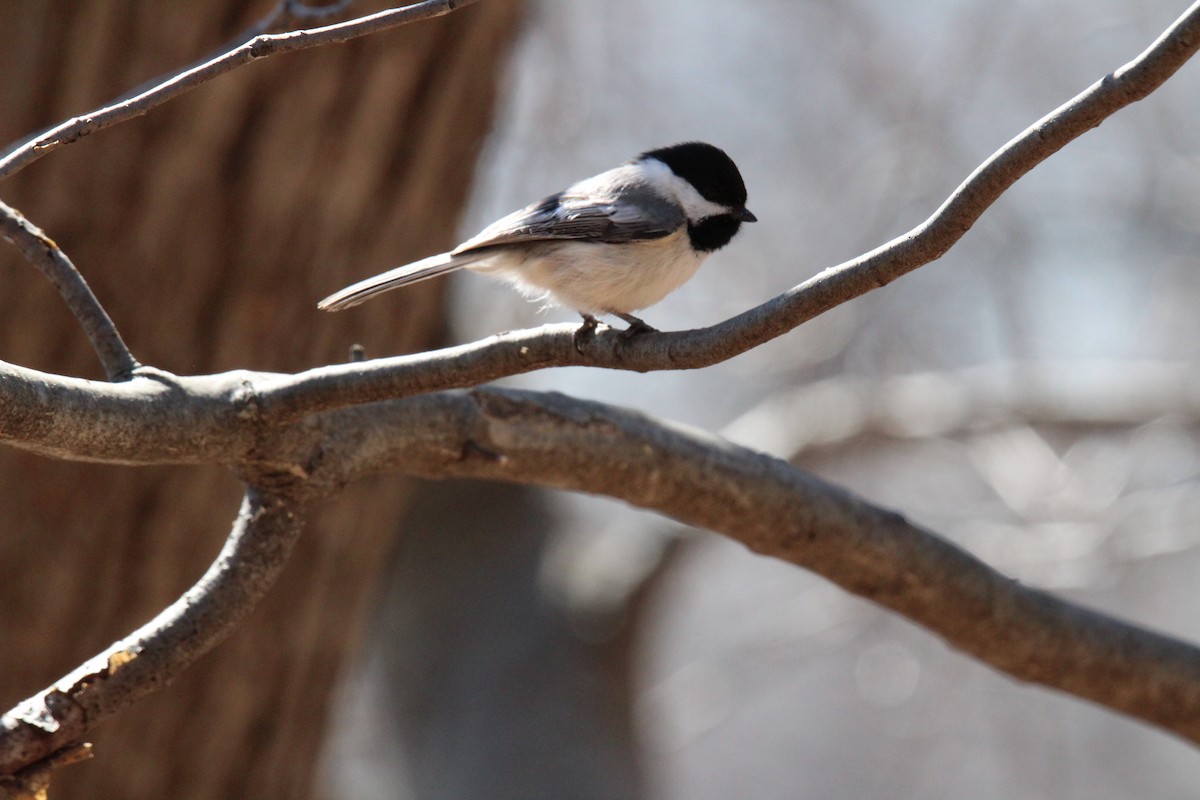 Black-capped Chickadee - ML153277531