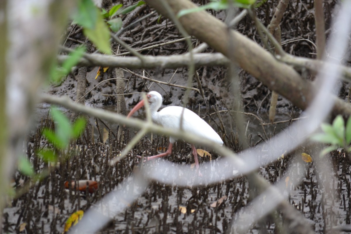 White Ibis - ML153278041