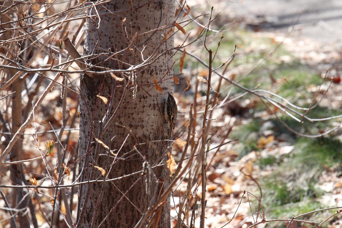 Brown Creeper - ML153278101