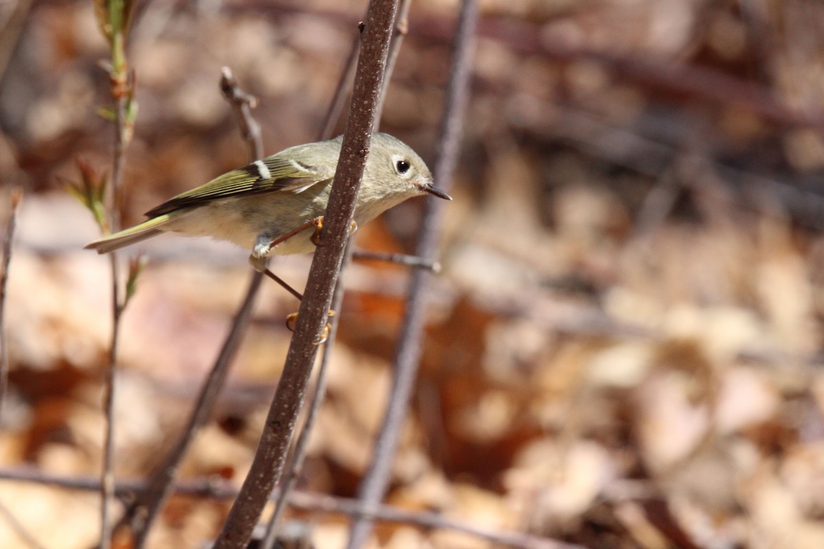 Ruby-crowned Kinglet - Wandering Albatross