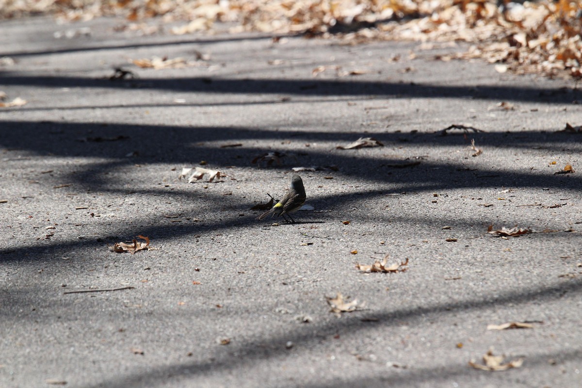 Yellow-rumped Warbler - ML153279611