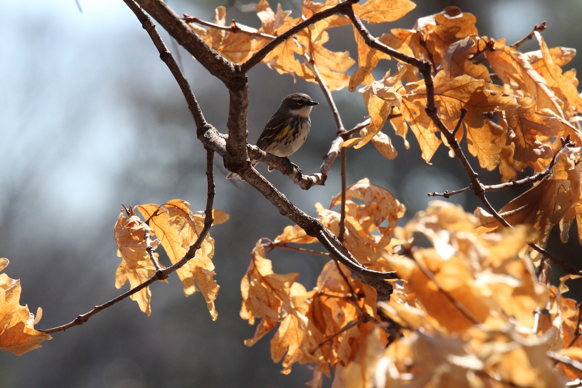 Yellow-rumped Warbler - ML153279751