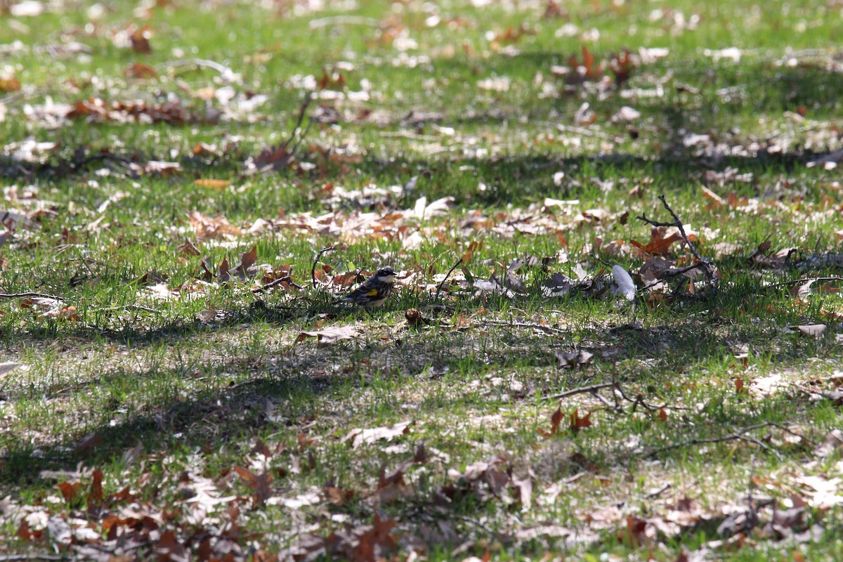 Yellow-rumped Warbler - ML153279761