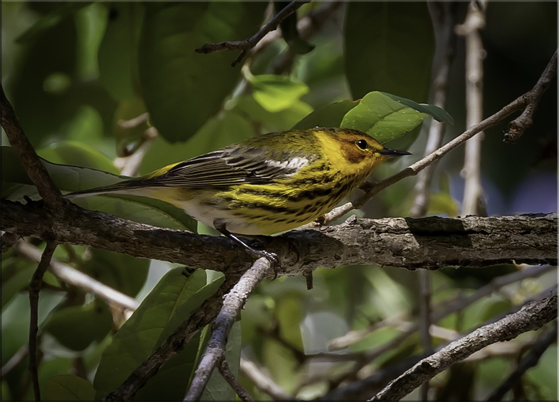 Cape May Warbler - ML153280601