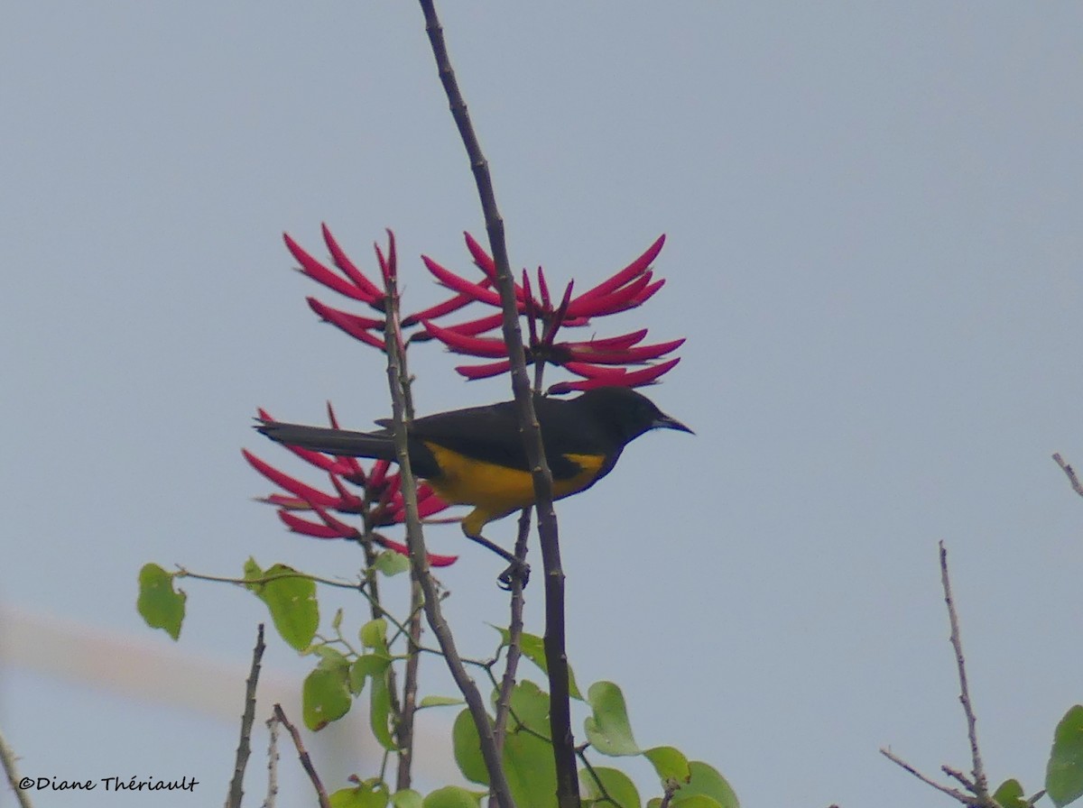 Black-vented Oriole - ML153280661