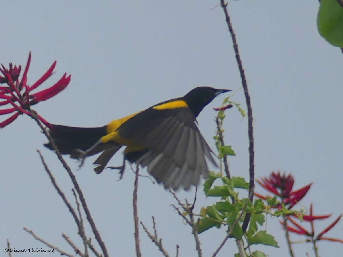 Black-vented Oriole - ML153280691