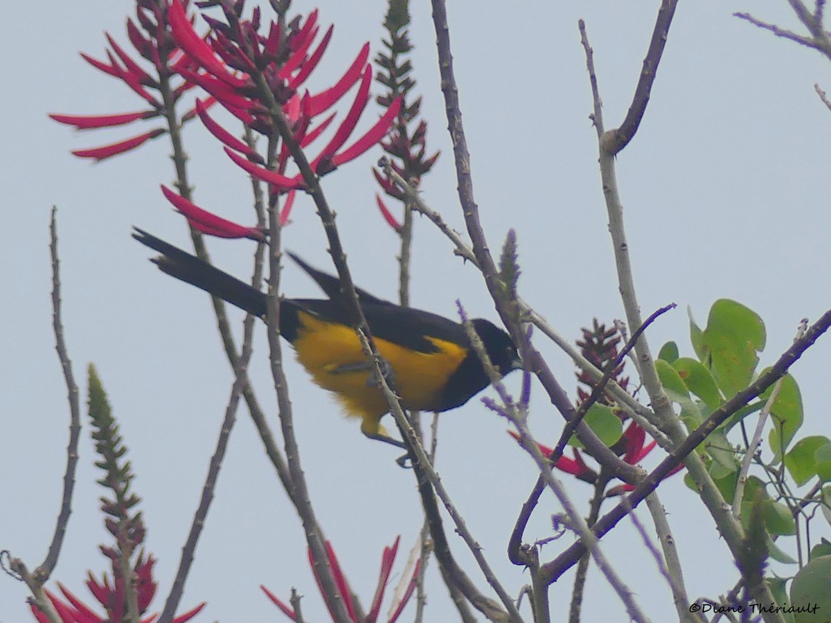 Black-vented Oriole - ML153280701