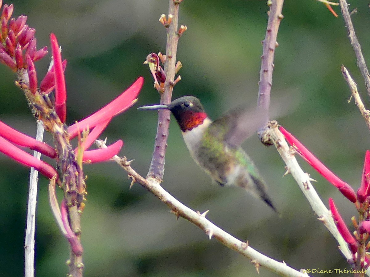 Ruby-throated Hummingbird - Diane Thériault