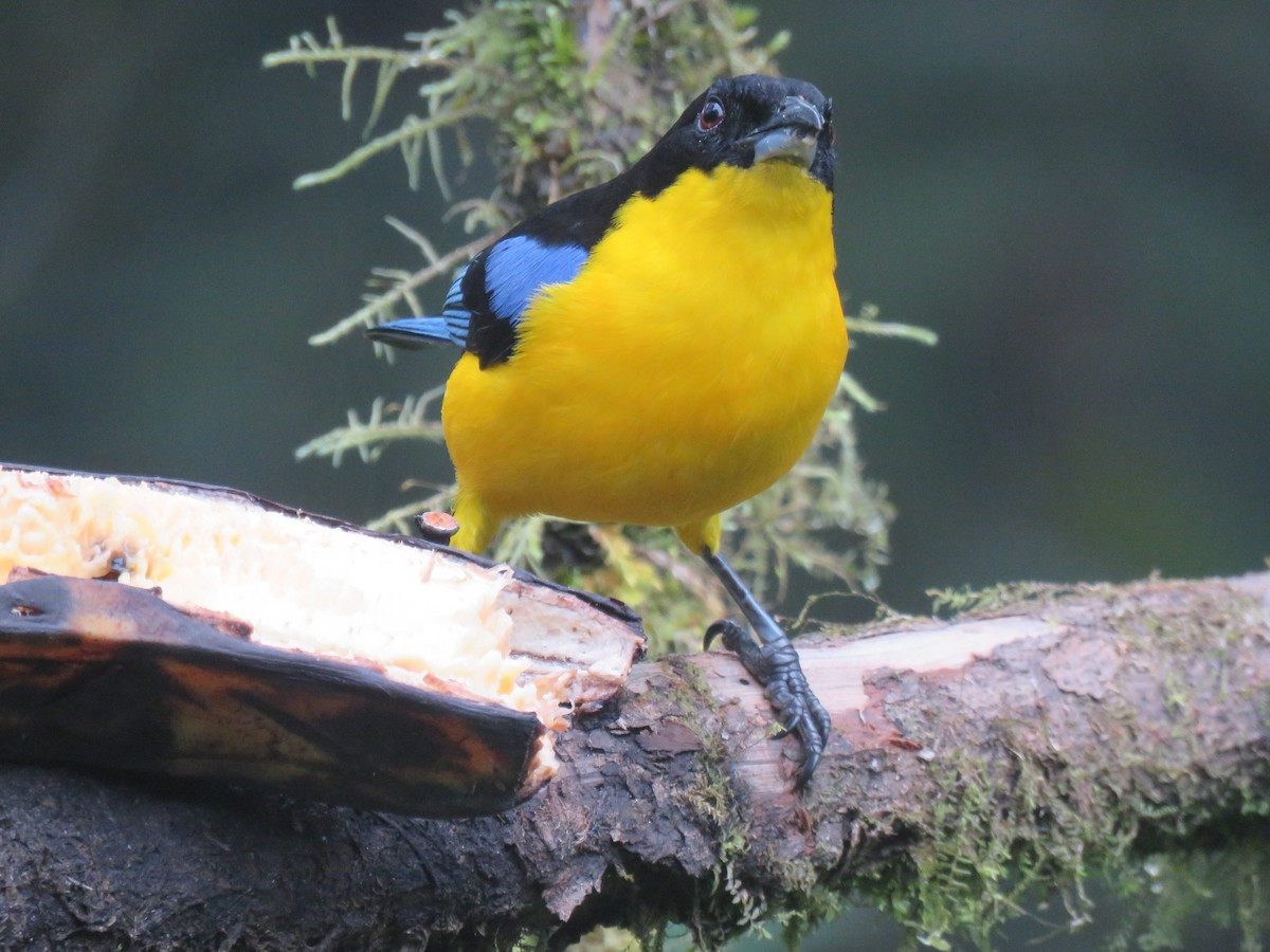 Blue-winged Mountain Tanager - ML153281201