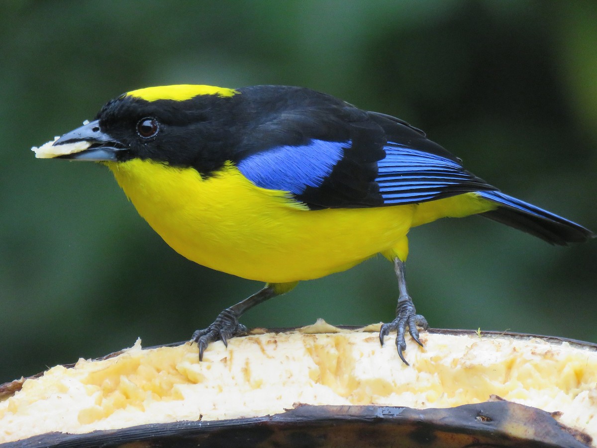Blue-winged Mountain Tanager - ML153281311
