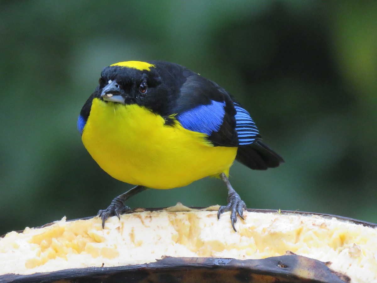 Blue-winged Mountain Tanager - ML153281421