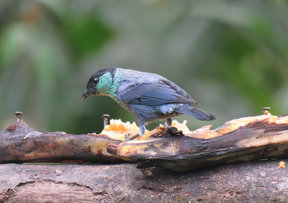 Black-capped Tanager - ML153281641