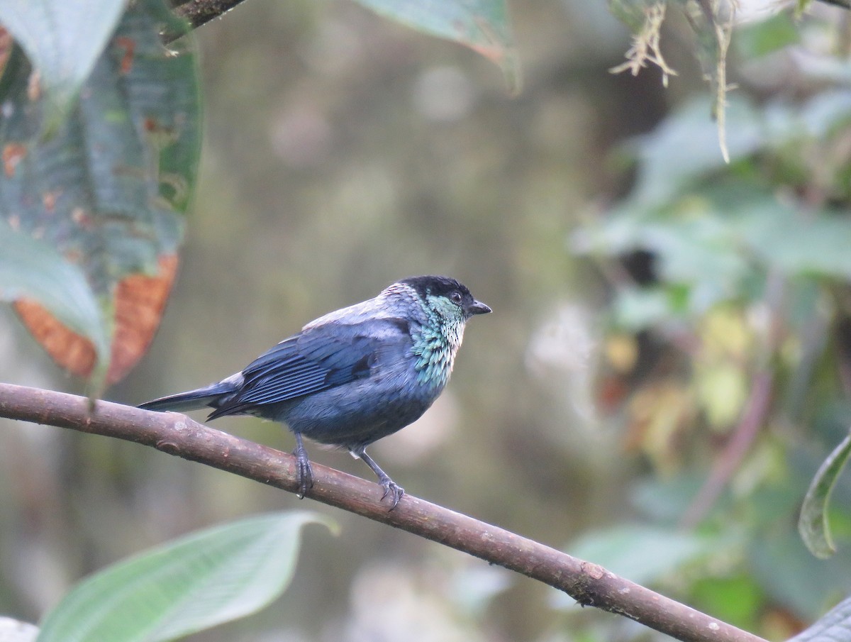 Black-capped Tanager - ML153281881