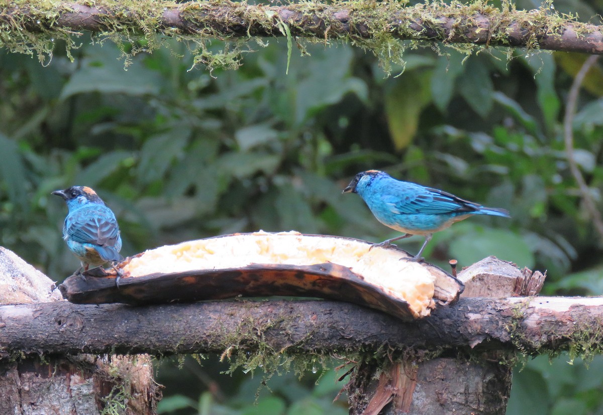 Golden-naped Tanager - ML153281911
