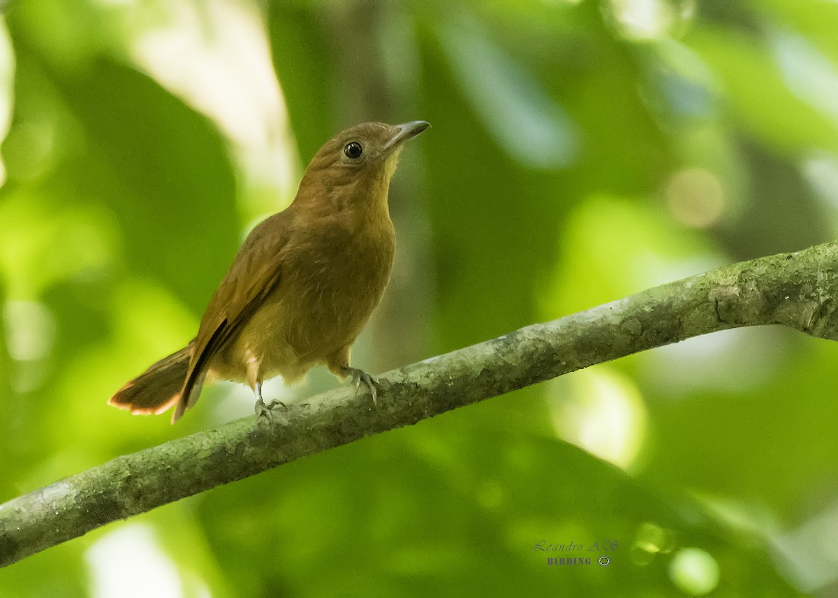 Rufous Piha - Leandro Arias Salazar