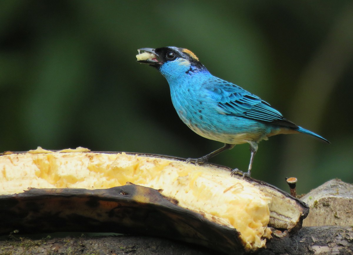 Golden-naped Tanager - ML153282191