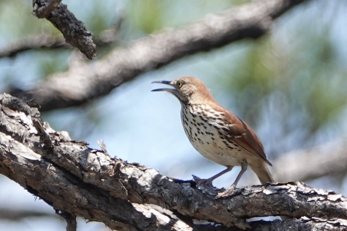 Brown Thrasher - Russ And Theresa