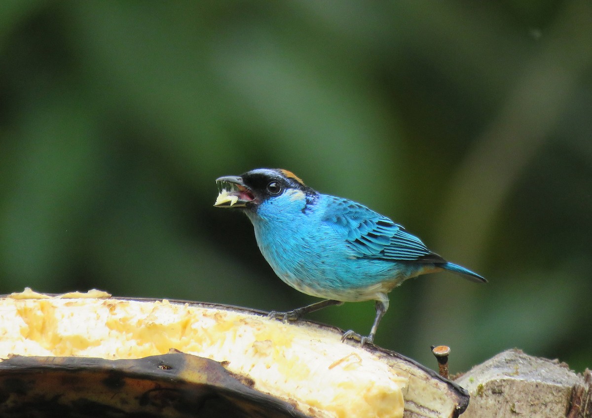 Golden-naped Tanager - ML153282331