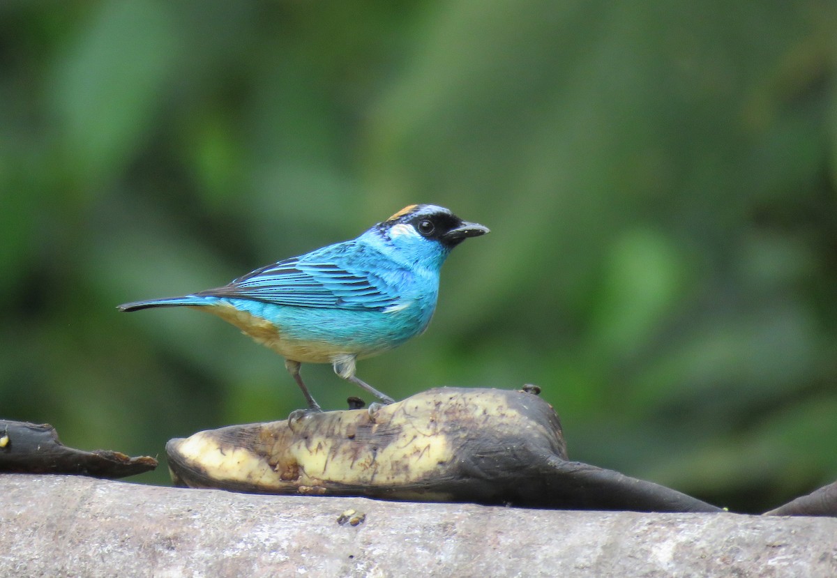 Golden-naped Tanager - ML153282411