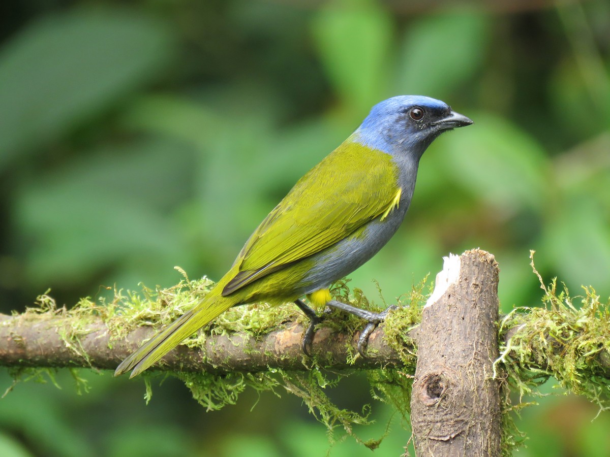 Blue-capped Tanager - ML153282561