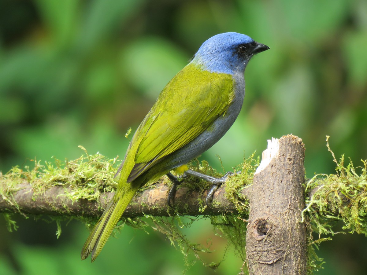 Blue-capped Tanager - ML153282611