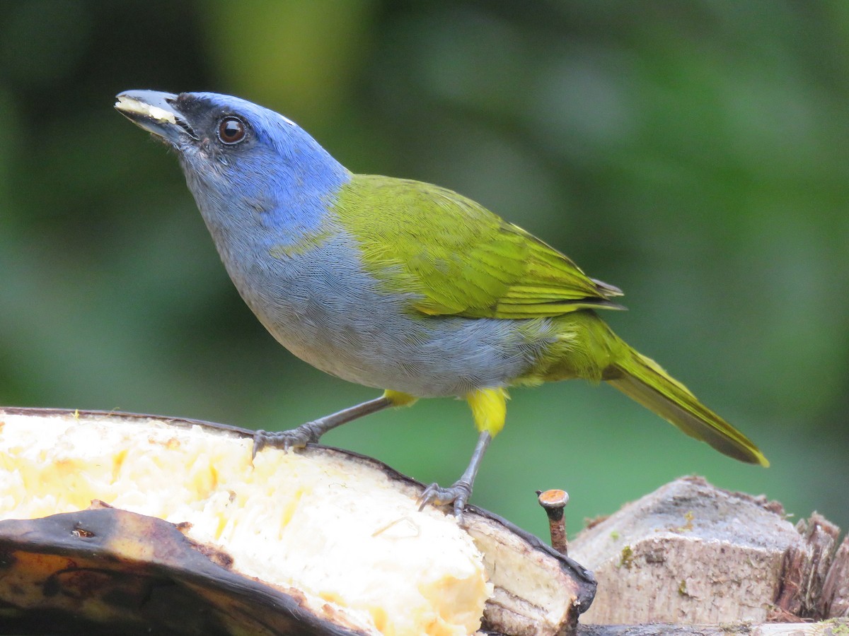 Blue-capped Tanager - ML153282911