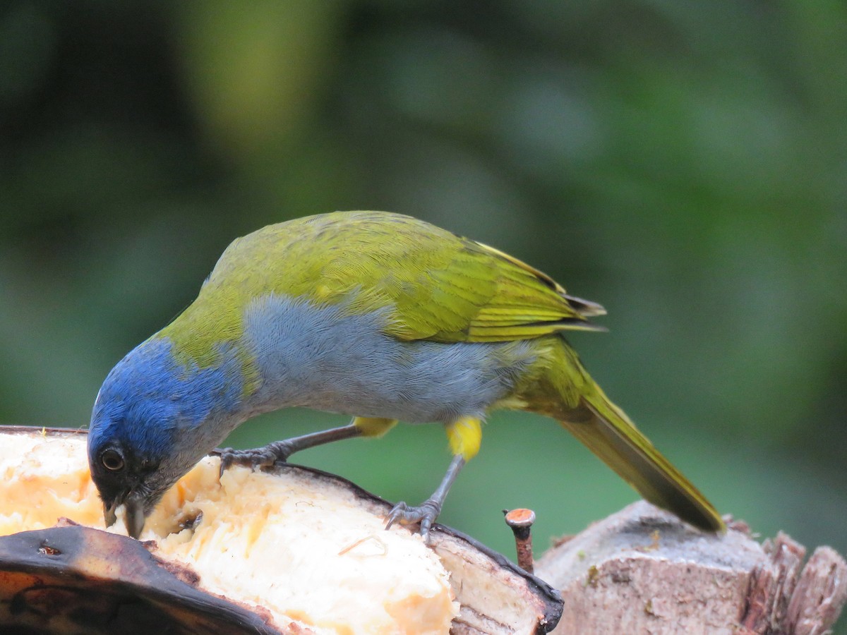 Blue-capped Tanager - ML153283001