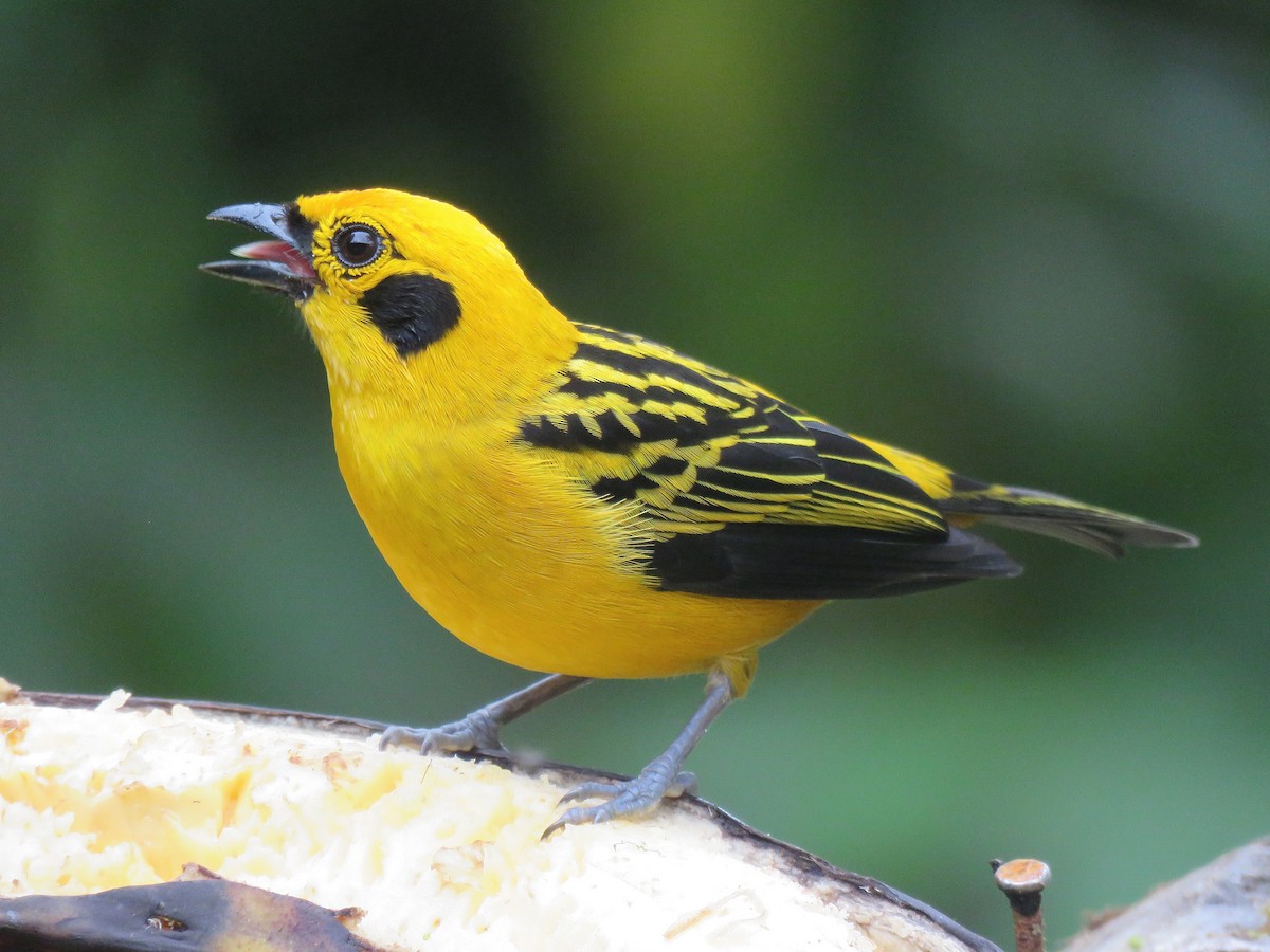 Golden Tanager - ML153283411