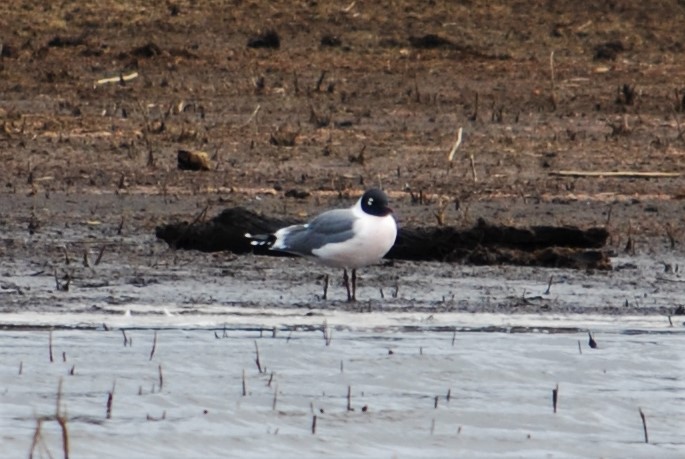 Franklin's Gull - ML153283521