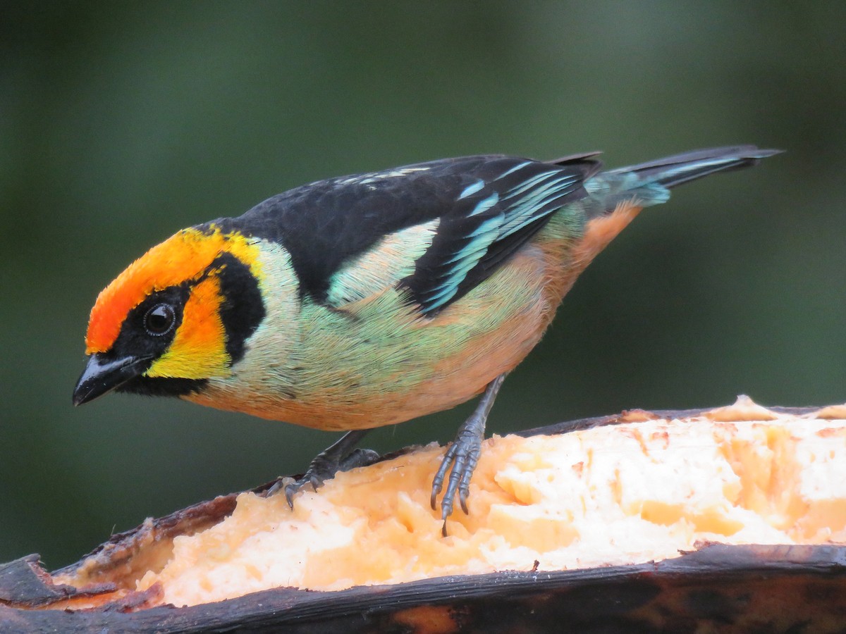 Flame-faced Tanager - ML153283551