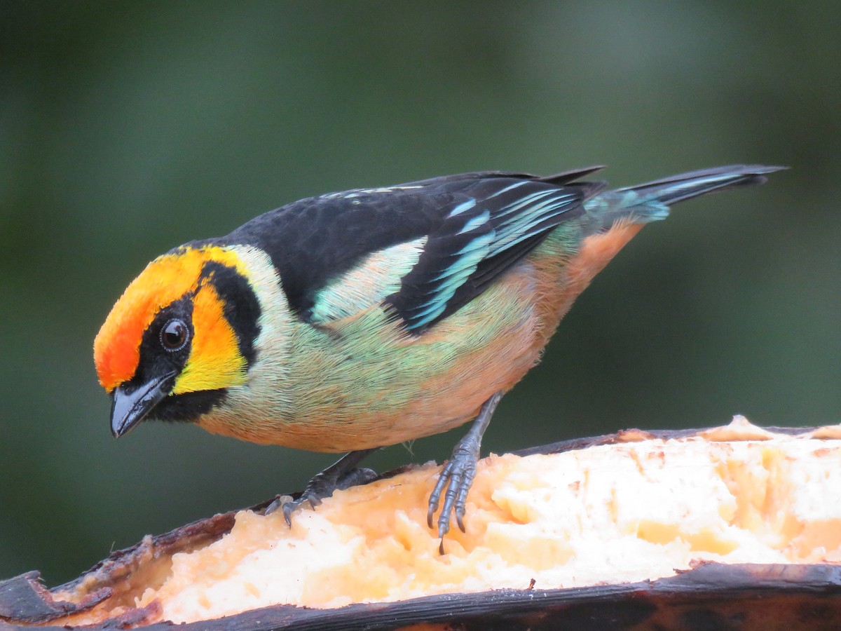 Flame-faced Tanager - ML153283611