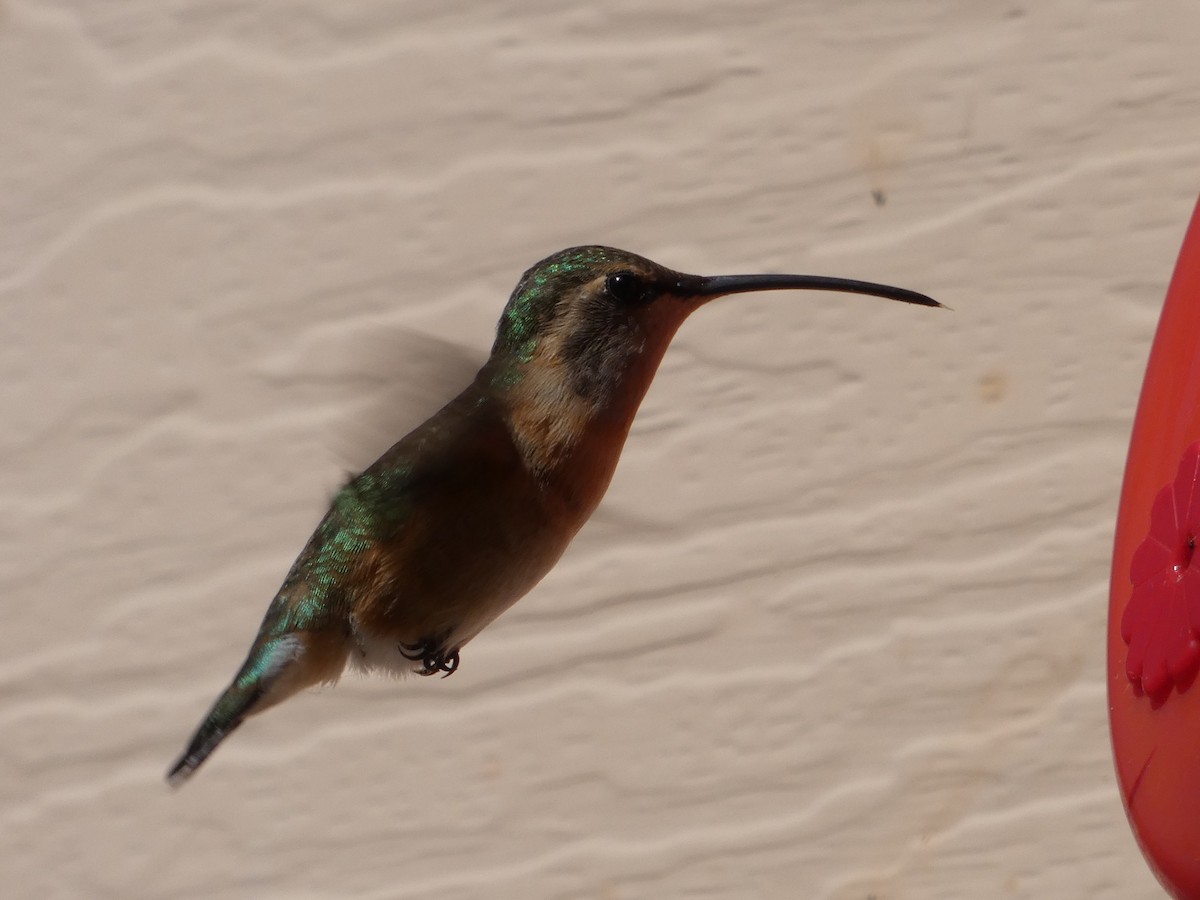 Lucifer Hummingbird - Jim Lind