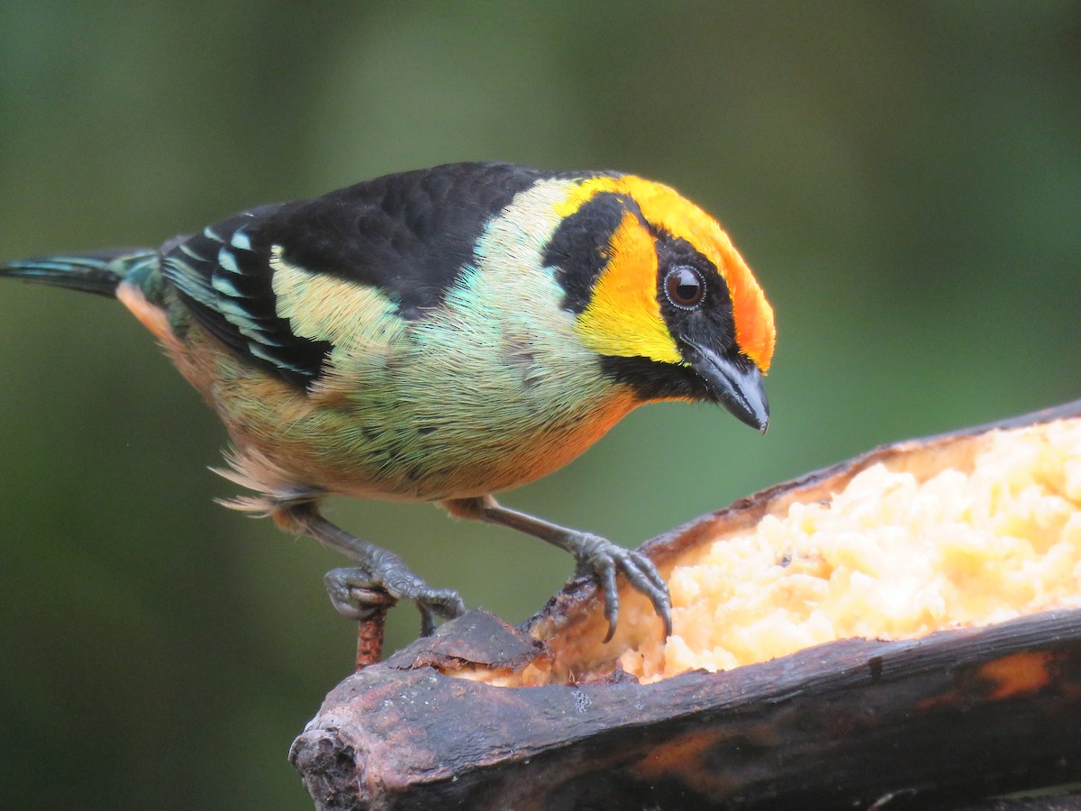 Flame-faced Tanager - ML153283681