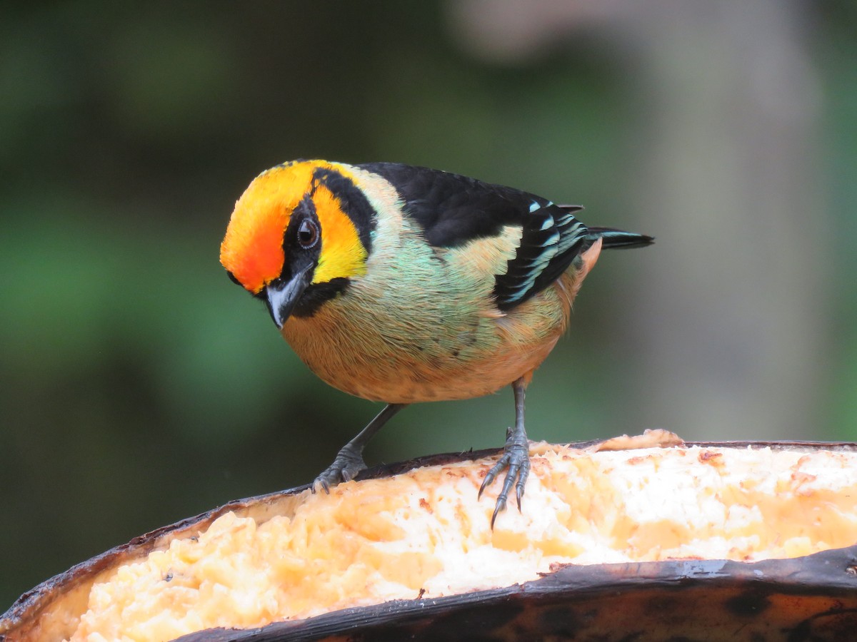 Flame-faced Tanager - ML153283701