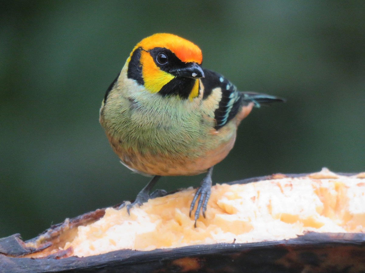 Flame-faced Tanager - ML153283931