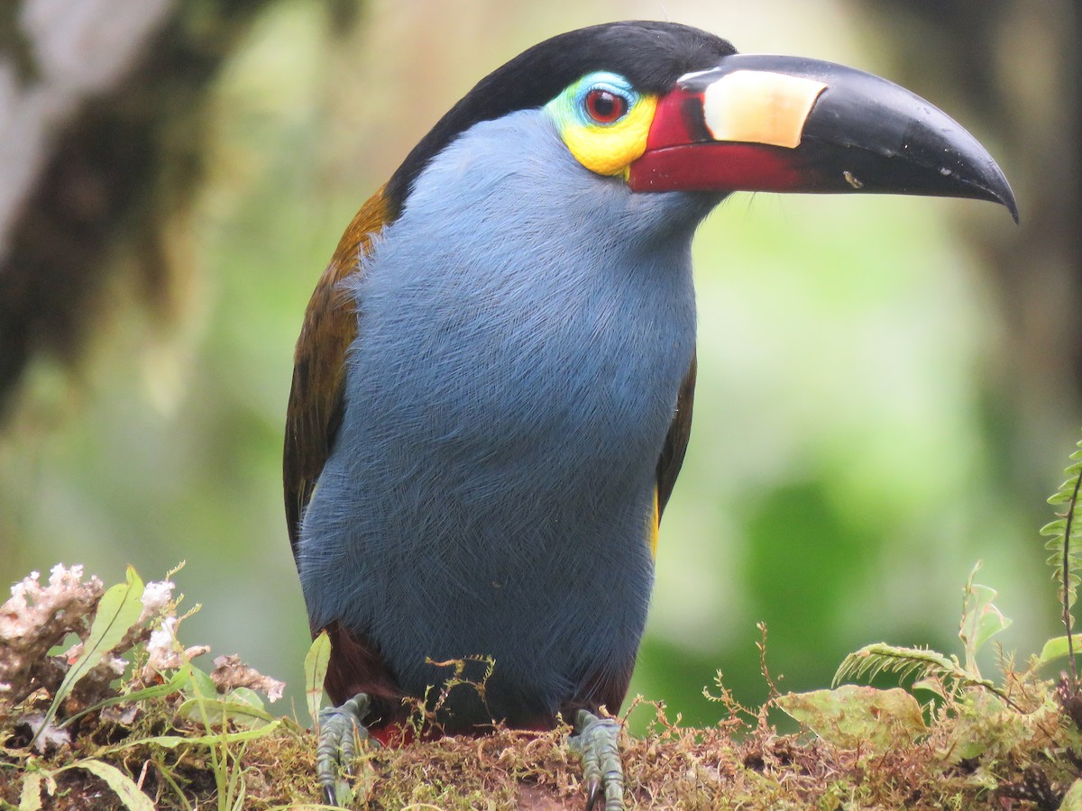 Plate-billed Mountain-Toucan - ML153284031