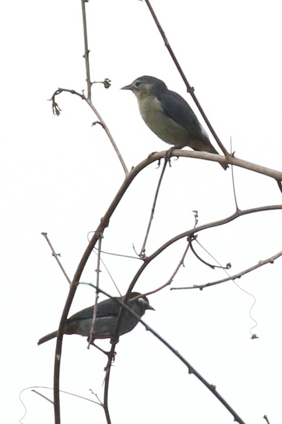 White-eared Conebill - ML153284161