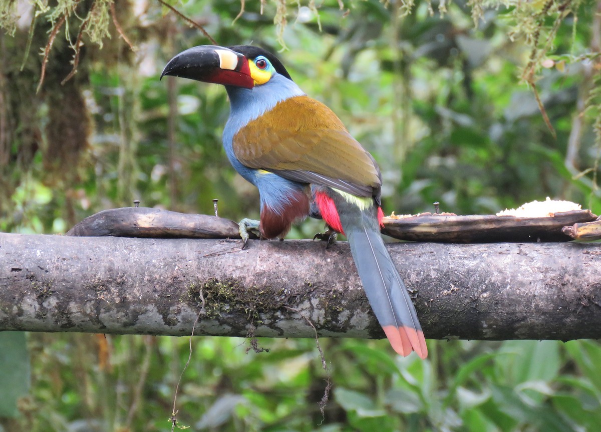 Plate-billed Mountain-Toucan - ML153284211