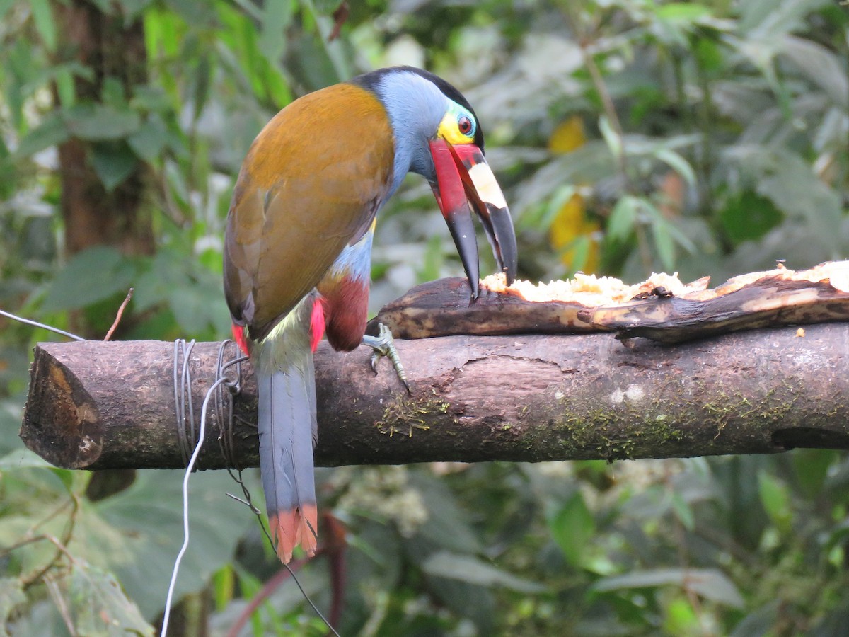 Plate-billed Mountain-Toucan - ML153284421