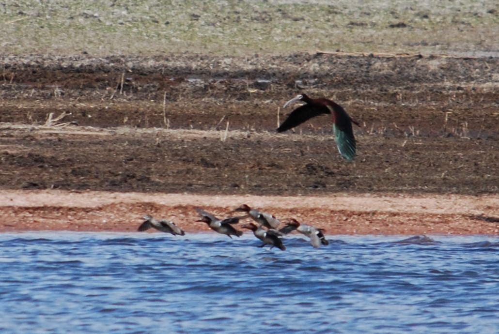 Green-winged Teal - ML153284471