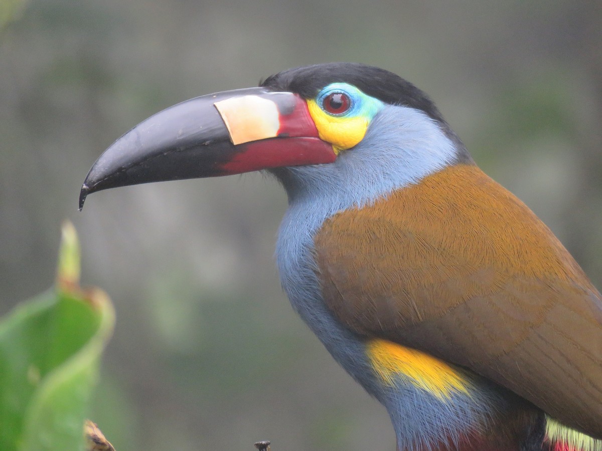 Plate-billed Mountain-Toucan - ML153284851